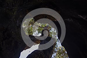 Inside of a giant hollow tingle tree