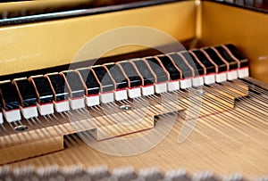 Inside of the Grand Piano.