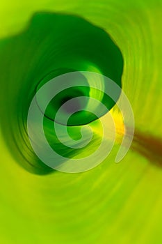 Inside green banana leaf macro