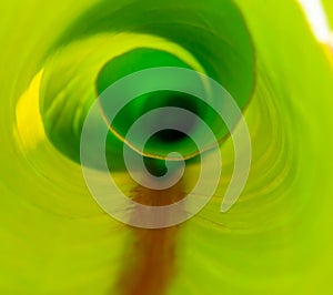 Inside green banana leaf macro