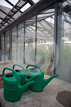 Inside a greenhouse