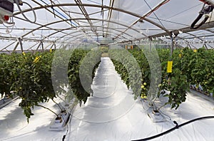 Inside the greenhouse