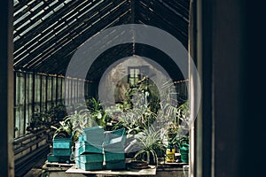 Inside of a greenhouse in botanical garden. green plants palms a