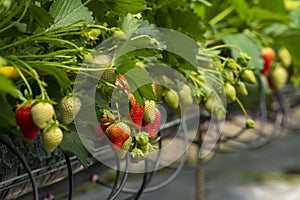 Inside a greenhouse with full rows of strawberry plants cultivated on a farm where lush foliage abounds. The air is thick with photo