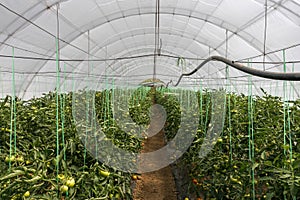 Inside of the greenhouse tomato farm