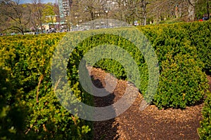 Inside a hegde maze in a park