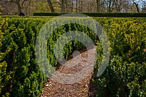 Inside a hegde maze in a park...