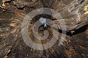 Inside hollow trunk of Old Electric Oak