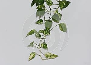 Climbing plant from inside the house photo