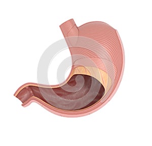 Inside Human Stomach