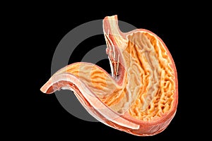 Inside of human stomach model on black background photo