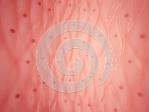 Inside of human vessel