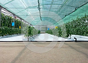 Inside Hydroponic Hothouse