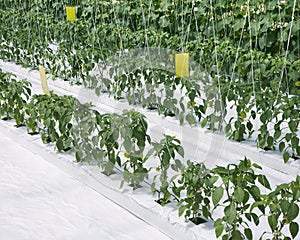 Inside Hydroponic Hothouse