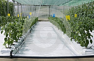 Inside Hydroponic Hothouse