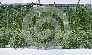 Inside Hydroponic Hothouse