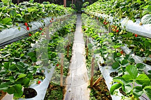 Inside indoor strawberry farm