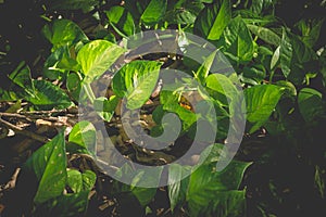 Inside the Jungle Tropical Plants