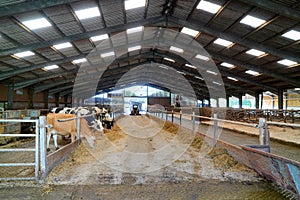 Inside large industrial cow shed