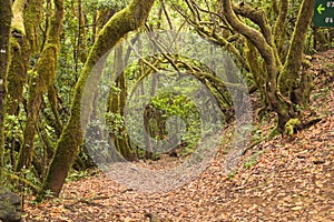 Inside a laurel forest typical of the Canary Islands
