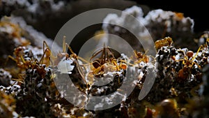 Inside Leaf cutter ants nest with workers