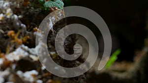 Inside Leaf cutter ants nest with workers