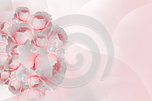 inside left, pink roses overlapping on blur pink rose flower background, nature, banner, template, card, valentine, copy space