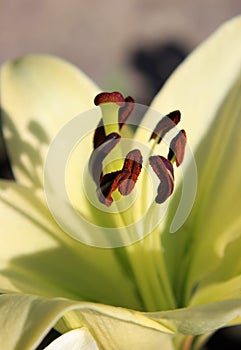 Inside a lily. Macro of pale yellow lily stamens