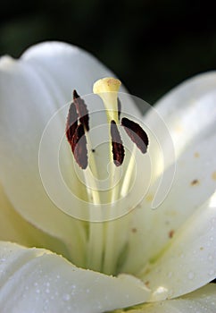 Inside a lily. Macro of white lily stamens