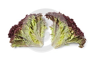 Inside Lollo Rosso lettuce