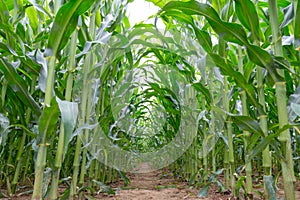Corn field inside