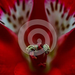 Inside Macroshot of a red flower with white en black dots