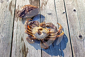 The inside of a male Dungeness crab on a dock
