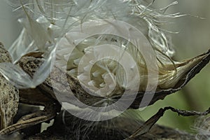 The Inside Of The Milkweed Pod