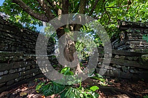 Inside Nan Madol: walls, and moat made of large basalt slabs, overgrown ruins in jungle, Pohnpei, Carolines, Micronesia, Oceania.