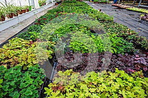 Inside new modern hydroponic greenhouse or hothouse for cultivation of decorative flowers and plants for gardening