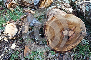 Inside a Newly Cut Down Tree