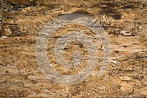 Inside of an oak bark