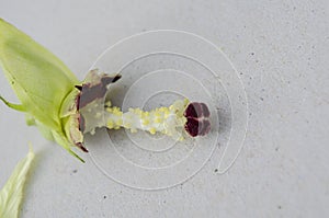 Inside Okra Flowers