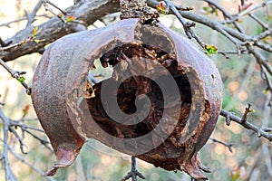 INSIDE OF AN OLD DRY POMEGRANATE EXPOSING HARDENED SPOILT MATERIAL