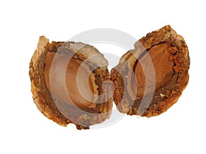 Inside of the peach stone