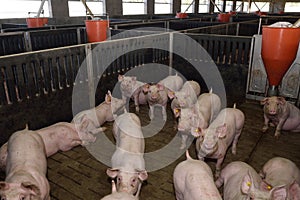 Inside a pig farm for