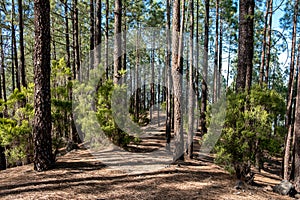 Inside pine tree forest - coniferous forest