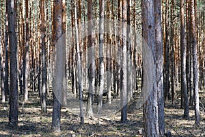Inside pine tree forest - coniferous trees