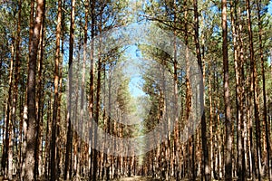 Inside pine tree forest - coniferous trees