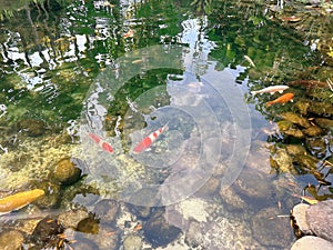 Inside the pond there are several koi fish with yellow and orange colors