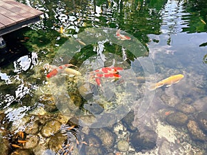 Inside the pond there are several koi fish with yellow and orange colors