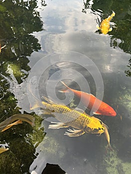 Inside the pond there are several koi fish with yellow and orange colors
