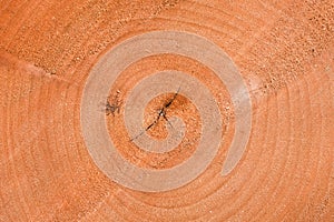 Inside a poplar tree