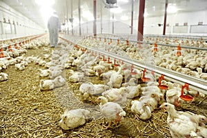 Inside A Poultry Farm photo